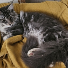 Chaton Maine Coon à adopter au prix de 1000 €