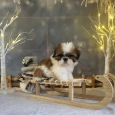 Adoption chiot Shih Tzu au prix de 1600 €