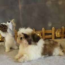 Chiot Shih Tzu de race LOF avec pedigree à adopter.