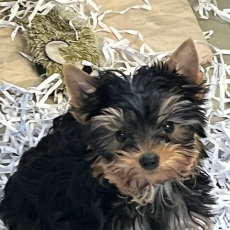 Yorkshire Terrier chiot vendu 1200 €