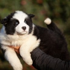 Chiot Laika de Yakoutie de race LOF avec pedigree � adopter.