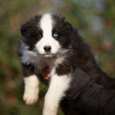 Acheter Laika de Yakoutie bébé pour 1650 €