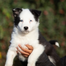 Acheter Laika de Yakoutie bébé pour 1650 €