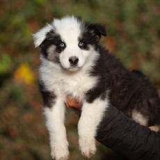 Adoption chiot Laika de Yakoutie au prix de 1650 €