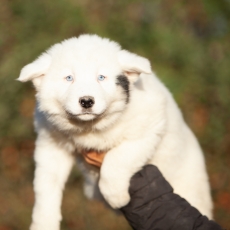 Acheter Laika de Yakoutie bébé pour 1650 €