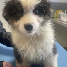 Chiot d'apparence de race Berger australien � adopter.