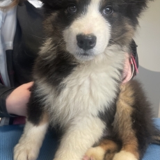 Chiot Berger australien � vendre au prix de 600 � vaccin� et identifi�.