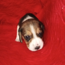 Acheter Beagle bébé pour 750 €