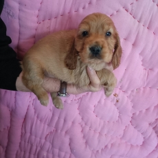 Acheter Cocker Anglais Spaniel bébé pour 1400 €