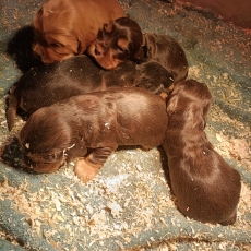 Acheter Cocker Anglais Spaniel bébé pour 1400 €