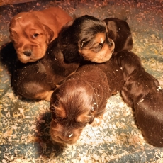 Acheter Cocker Anglais Spaniel bébé pour 1400 €