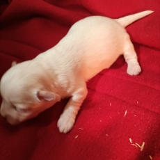 Acheter Coton de Tulear bébé pour 1100 €