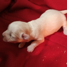 Adoption chiot Coton de Tulear au prix de 1300 €
