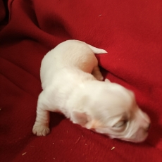 Acheter Coton de Tulear bébé pour 1300 €