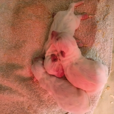 Chiot Coton de Tulear à adopter au prix de 1300 €