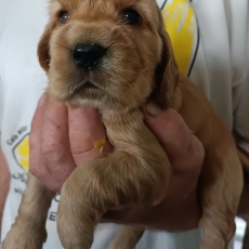 Ce petite mle Cocker Anglais Spaniel propos  l'achat est n le 27/10/2025.
