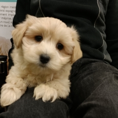 Chiot d'apparence de race Bichon Havanais  adopter.