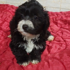 Bichon Havanais chiot vendu 1100 €