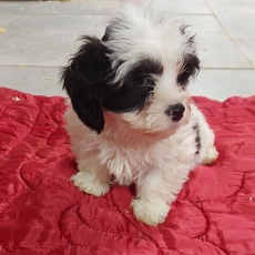 Bichon Havanais chiot vendu 1100 €