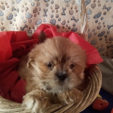 Lhassa Apso chiot vendu 1480 €