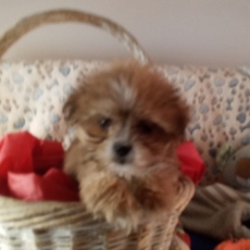 Acheter Lhassa Apso bébé pour 1480 €