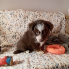 Berger américain miniature chiot vendu 1780 €