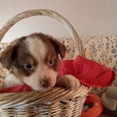 Adoption chiot Berger américain miniature au prix de 1780 €