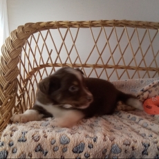 Adoption chiot Berger américain miniature au prix de 1680 €