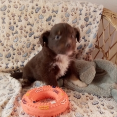 Berger américain miniature chiot vendu 1680 €