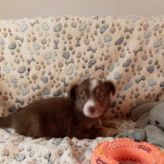 Berger américain miniature chiot vendu 1780 €