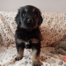 Chiot Hovawart à adopter au prix de 1280 €