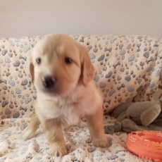 Chiot Hovawart à adopter au prix de 1280 €