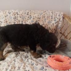 Acheter Hovawart bébé pour 1280 €