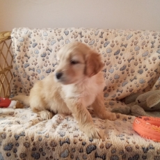 Acheter Hovawart bébé pour 1280 €