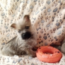 Acheter Cairn Terrier bébé pour 1280 €