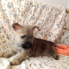Cairn Terrier chiot vendu 1280 €