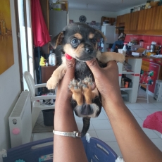 Adoption chiot Chihuahua au prix de 749 €