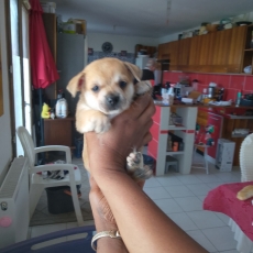 Acheter Chihuahua bébé pour 749 €