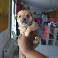 Acheter Chihuahua bébé pour 749 €