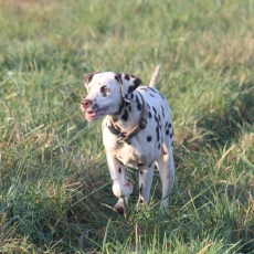 Dalmatien chiot vendu 1000 €