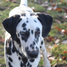 Acheter Dalmatien bébé pour 1000 €