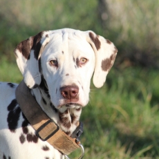 Dalmatien chiot vendu 1000 €