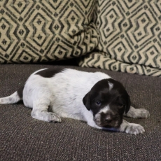 Griffon d'arrêt à poil dur chiot vendu 750 €