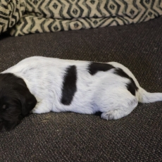 Acheter Griffon d'arrêt à poil dur bébé pour 750 €