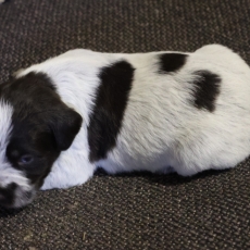 Griffon d'arrêt à poil dur chiot vendu 750 €