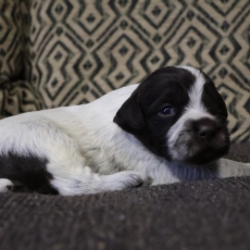 Adoption chiot Griffon d'arrêt à poil dur au prix de 750 €