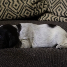 Acheter Griffon d'arrêt à poil dur bébé pour 750 €