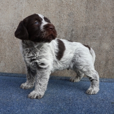 Chiot Griffon d'arrêt à poil dur à adopter au prix de 750 €
