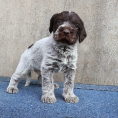 Adoption chiot Griffon d'arrêt à poil dur au prix de 750 €