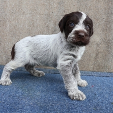 Ce petite m�le Griffon d'arr�t � poil dur propos� � l'achat est n� le 12/11/2025.